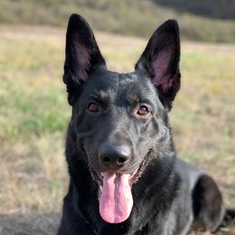 Sika - German Shepherd