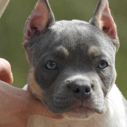 American Bully Puppies from Upscale Bullies