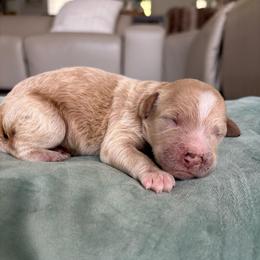 Buoy - Apricot male Goldendoodle puppy in Brooksville, Florida from Abby’s Standard Goldendoodles