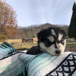 Pomsky and Siberian Husky Puppies from Cold Mountain Kennel