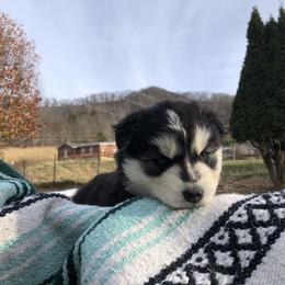Pomsky and Siberian Husky Puppies from Cold Mountain Kennel