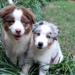 Australian Shepherd Puppies from Bell’s Down ‘n Dirty Australian Shepherds