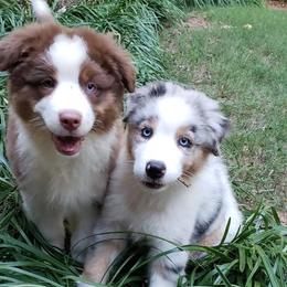 Australian Shepherd Puppies from Bell’s Down ‘n Dirty Australian Shepherds