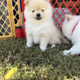 Pomeranian Puppies from Brumback Poms