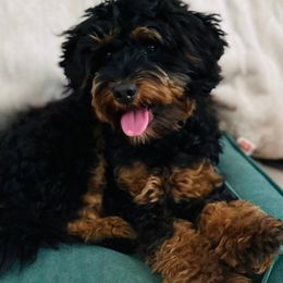 Nakita - Bernedoodle