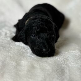 Little Boo - Phantom male Poodle puppy in St. Johnsbury, Vermont from Poodles of the Northern Woods