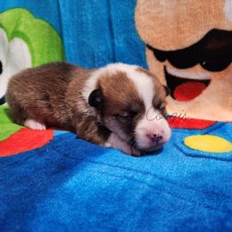 Yoshi - Red Pembroke Welsh Corgi puppy in Kiowa, Colorado from Cool Water Corgis LLC