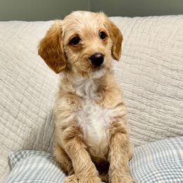 Toby - Labradoodle puppy from Adonai Ra'ah Farms