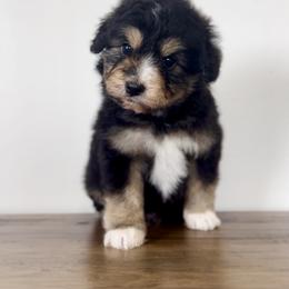 Aussiedoodle and Australian Shepherd Puppies from Junipersdoodles