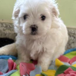 Buttons - White female Maltese puppy in Colonial Beach, Virginia from BeachRidge Pups