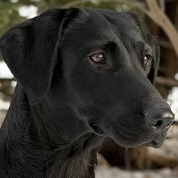 Leddy - Labrador Retriever