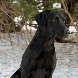 Leddy - Labrador Retriever