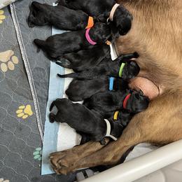 Male 4 - Black male Labrador Retriever puppy in Sandpoint, Idaho from Allen Sunnyside AKC Labs