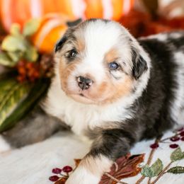 BMM2 - Blue merle male Miniature American Shepherd puppy in Tonopah, Arizona from King's Miniature American Shepherds