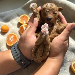 Clementine - Apricot female Goldendoodle puppy in Gainesville, Florida from Pet Inn Xxweetdoodles