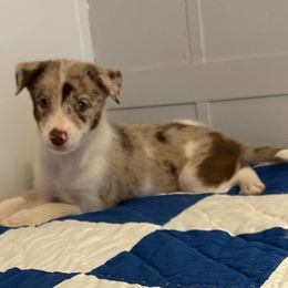 Cinnamon - Red merle female Border Collie puppy in Henagar, Alabama from Ridge Kap Border Collies