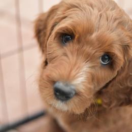Goldendoodle Puppies from Hawkins Heritage Goldendoodles