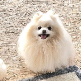 Pomeranians from Whitepine Pomeranians