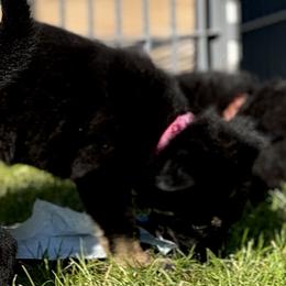 Fuschia Girl - Black and red female German Shepherd puppy in Rolesville, North Carolina from Ransomshire Shepherds