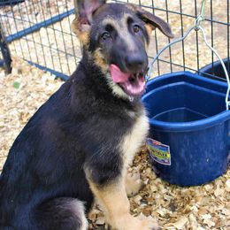 Pink Collar - German Shepherd puppy in Harpursville, New York from Heavenly German Shepherds & Shetland Sheepdogs Kennels