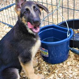 Pink Collar - German Shepherd puppy in Harpursville, New York from Heavenly German Shepherds & Shetland Sheepdogs Kennels