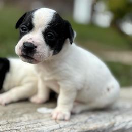 Baby 2 - Black and white male Chihuahua puppy in Berwick, Pennsylvania from Maras puppies