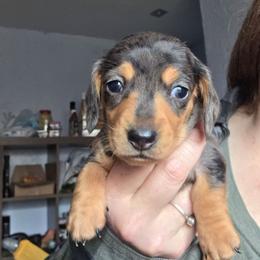 EXB blk and tan dapple smooth boy - Black and tan male Dachshund puppy in Declo, Idaho from Dozendachs