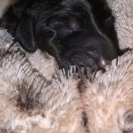 Soren - Black and tan male Dachshund puppy in Louisville, Kentucky from Howard Hounds