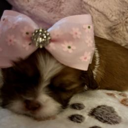 Ginny - Liver and white female Shih Tzu puppy in Las Vegas, Nevada from P and J Farms