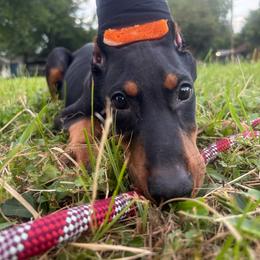 Girl 2 - Black and rust female Doberman Pinscher puppy in Elgin, Texas from New Horizons Kennels