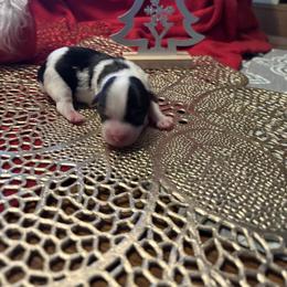 Prancer - Parti male Yorkshire Terrier puppy in Brandenburg, Kentucky from Lil Amazing Paws Yorkshire Terriers