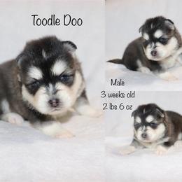 Toodle Doo - Black and white male Pomsky puppy in Denham Springs, Louisiana from Bayouland Pomskies