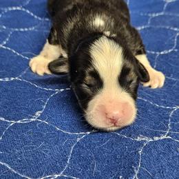 Rhett - Black and tan male Pembroke Welsh Corgi puppy in Orrtanna, Pennsylvania from Mountain Top Shepherd's