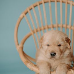Golden Retriever Puppies from SmallTown Golden Retrievers