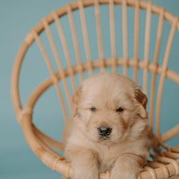 Golden Retriever Puppies from SmallTown Golden Retrievers