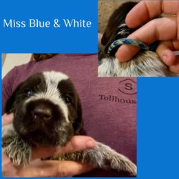 Female - Brown and gray female Wirehaired Pointing Griffon puppy in Tollhouse, California from Rocking S Griffons