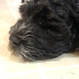 Portuguese Water Dog Puppies from Presidio PWDs