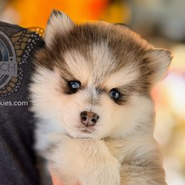 Poppy’s Mary - Pomsky puppy from Monarch Pomskies | Northern Colorado