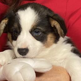 Sprout - Sable merle and white female Cardigan Welsh Corgi puppy in Brookings, Oregon from Dragonfly Cardigans