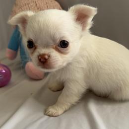 Cupid - Cream male Chihuahua puppy in Austin, Indiana from Dog Bones N Harmony