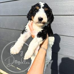 Red - Tri-color male Bernedoodle puppy in Rockwall, Texas from Glory Doodles