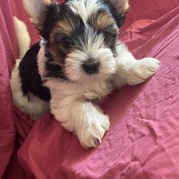 Biewer Terrier Puppies from Frantastic Biewers