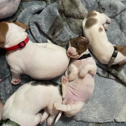 Dachshund Puppies from Hursh’s Hounds