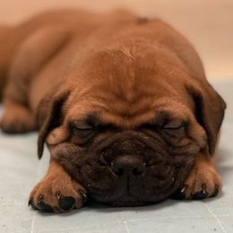 Bullmastiffs from BGBULLMASTIFFS