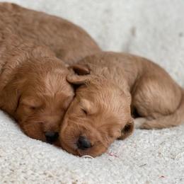 French Bulldog and Goldendoodle Puppies from Fox Run Farm