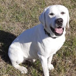 Labrador Retrievers from J and R Labradors of Texas