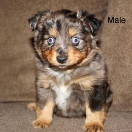 Blue Merle male 1 - Blue merle male Miniature Australian Shepherd puppy in Redding, California from Lavish Luxuries Mini and Toy Australian Shepherds