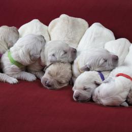 Golden Retriever Puppies from Mountain Sky Goldens   https://youtu.be/30SVQesEtig?si=CMjASv_Tza1VKSNt