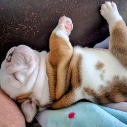 Bulldog Puppies from Red Clay Bullies