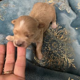 Crumpet - Red male Maltipoo puppy in Lawrenceburg, Tennessee from Wright Pups